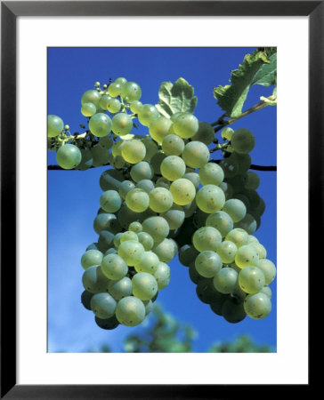 Chardonnay Grapes Hanging On Vine by Fogstock Llc Pricing Limited Edition Print image