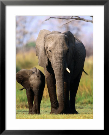 Mother And Calf Elephants (Loxodonta Africana), Moremi Wildlife Reserve, Botswana by Andrew Parkinson Pricing Limited Edition Print image