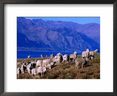 Lake Hawea Merino Sheep, Southern Alps, New Zealand by John Banagan Pricing Limited Edition Print image