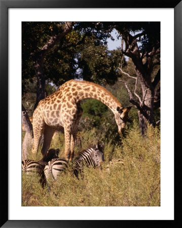 Giraffe And Zebra In Safari, Inner Delta, Pom Pom Camp Okavango Delta, Ngamiland, Botswana by John Borthwick Pricing Limited Edition Print image