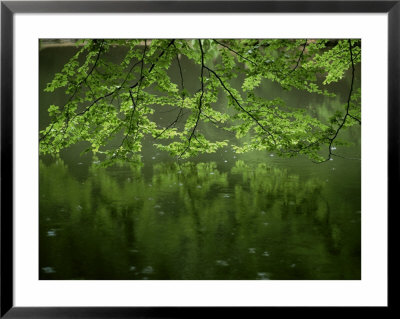 Beech Leaves Over Lake, Waggoners Wells, Grayshot, Surrey, England, United Kingdom by Pearl Bucknall Pricing Limited Edition Print image