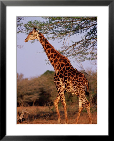 Giraffe, Phinda Game Reserve, South Africa by Yvette Cardozo Pricing Limited Edition Print image