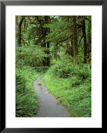 Quinault Rainforest, Olympic National Park, Washington, Usa by Rob Tilley Pricing Limited Edition Print image