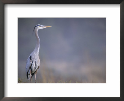 Great Blue Heron by Georgienne Bradley Pricing Limited Edition Print image