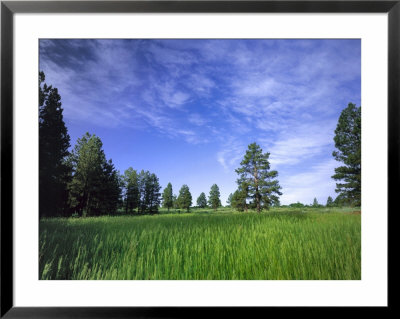 Ponderosa Pines And Meadow, Elk Ridge, Manti-Lasal National Forest, Utah, Usa by Scott T. Smith Pricing Limited Edition Print image