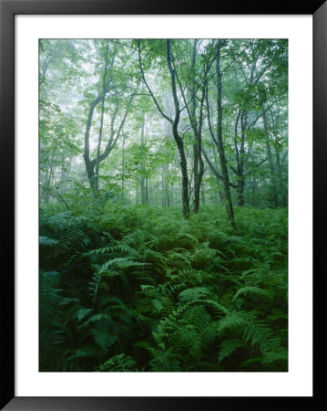 Forest Ferns In Misty Morning, Church Farm, Connecticut, Usa by Scott T. Smith Pricing Limited Edition Print image