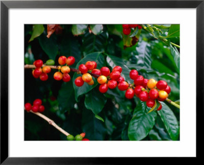 The Red Coffee Cherry, Arabica Typica, Honaunau, Hawaii (Big Island), Hawaii, Usa by Ann Cecil Pricing Limited Edition Print image