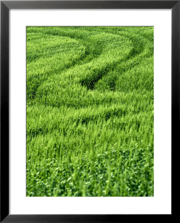 Track In Green Spring Wheat Field, Palouse, Washington State, Usa by Terry Eggers Pricing Limited Edition Print image