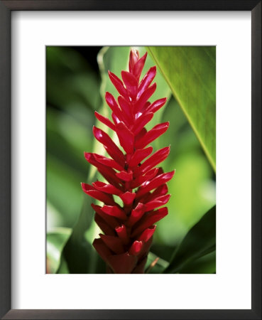 Reine De Malaise Flower At The Balata Botanical Gardens, Martinique, West Indies by Yadid Levy Pricing Limited Edition Print image