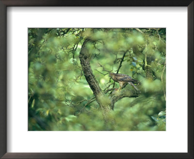 A Sparrowhawk Perches In A Tree, Accipiter Nisus by Klaus Nigge Pricing Limited Edition Print image