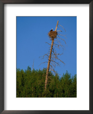 A View Of An American Bald Eagles Nest by Paul Nicklen Pricing Limited Edition Print image