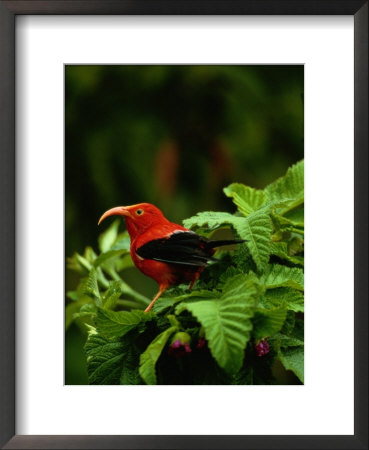 View Of An I Iwi Bird On Akala Or Hawaiian Raspberry by Chris Johns Pricing Limited Edition Print image