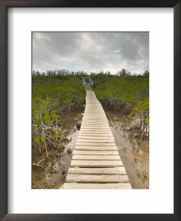 Mangroves In Lucayan National Park, Grand Bahama Island, Caribbean by Walter Bibikow Pricing Limited Edition Print image