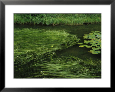 Marsh Grasses And Pond Lilies, Isa Lake On The Continental Divide by Raymond Gehman Pricing Limited Edition Print image