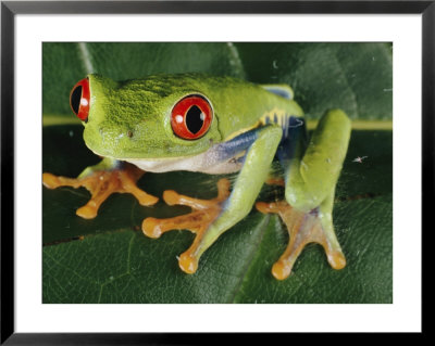 Close-Up Of A Tree Frog by Paul Zahl Pricing Limited Edition Print image
