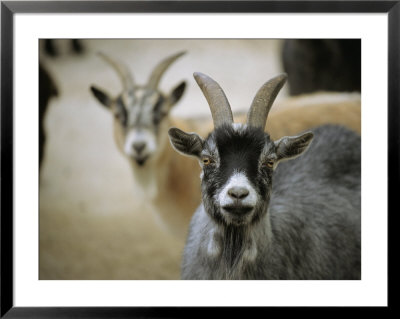 A Pair Of Domestic Goats, Capra Hircus Hircus by Joel Sartore Pricing Limited Edition Print image