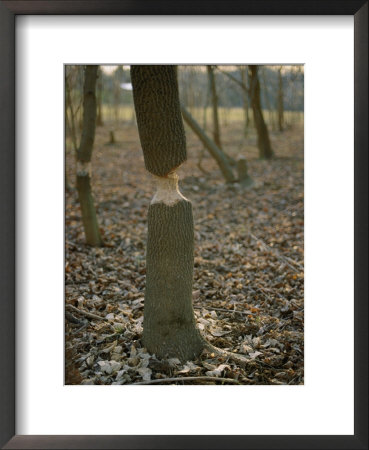 Beaver-Gnawed Box Elder Saplings Along The North Fork Of The Shenandoah River by George F. Mobley Pricing Limited Edition Print image