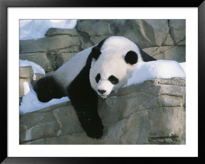 A Panda Rests In The Snow At The National Zoo In Washington, Dc by Taylor S. Kennedy Pricing Limited Edition Print image