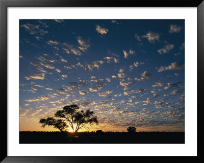 A Twilight View Of A Lone Tree Silhouetted By The Setting Sun by Nicole Duplaix Pricing Limited Edition Print image