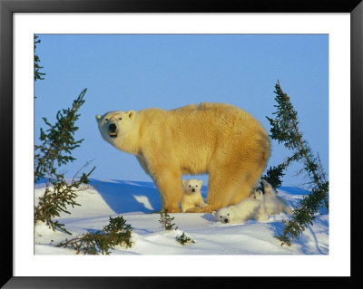 Polar Bear With Cubs by Norbert Rosing Pricing Limited Edition Print image