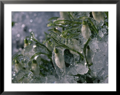 Schneeglockchen (Snowdrop) Flowers, Encased In Ice, Bavaria, Germany by Peter Carsten Pricing Limited Edition Print image