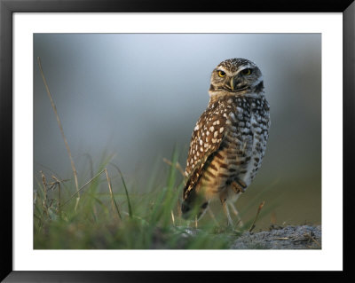 Burrowing Owl In Its Grassland Habitat by Klaus Nigge Pricing Limited Edition Print image