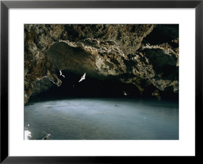 Bats Flying Above A Pool Illuminated By A Nearby Lantern by Stephen Alvarez Pricing Limited Edition Print image