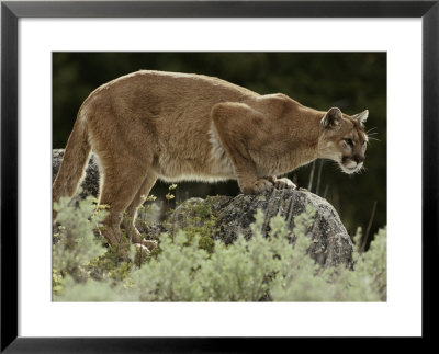 Mountain Lion Watches Its Territory From A Rock by Jim And Jamie Dutcher Pricing Limited Edition Print image