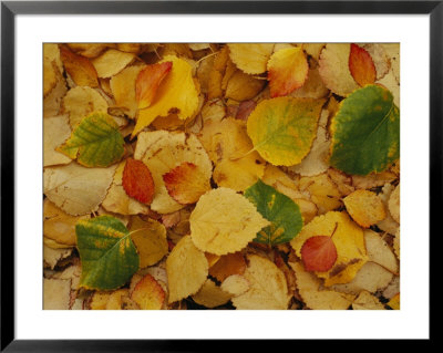 Fallen Autumn Leaves by Raymond Gehman Pricing Limited Edition Print image