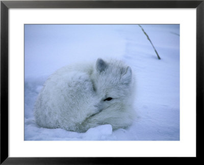 An Artic Fox Curled Up In The Snow by Maria Stenzel Pricing Limited Edition Print image