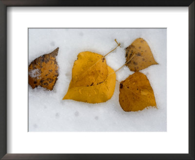 Fallen Aspen Leaves In Snow Near Moraine Lake by Raymond Gehman Pricing Limited Edition Print image