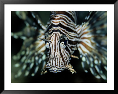 Close View Of The Face Of A Zebra Lionfish by Wolcott Henry Pricing Limited Edition Print image