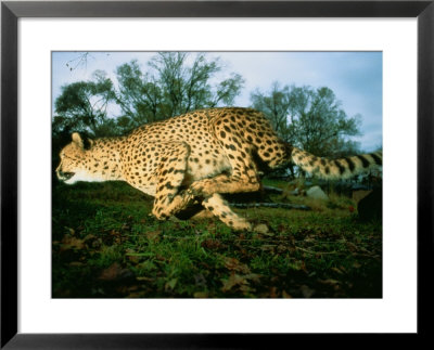 An African Cheetah Runs At The Home Of Its Owner by Michael Nichols Pricing Limited Edition Print image