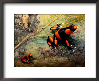 Two Poison Frogs, Possibly Adult And Juvenile by George Grall Pricing Limited Edition Print image