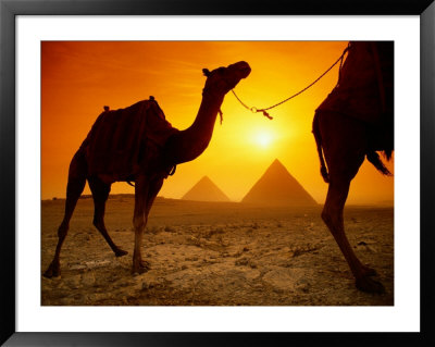 Dromedary Camels With The Pyramids Of Giza In The Background by Richard Nowitz Pricing Limited Edition Print image