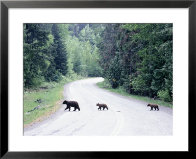 Black Bear Family, Coastal Mts, Bc Canada by Troy & Mary Parlee Pricing Limited Edition Print image