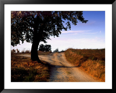 Tree On Dirt Road, Monteriggioni, Italy by Eric Kamp Pricing Limited Edition Print image
