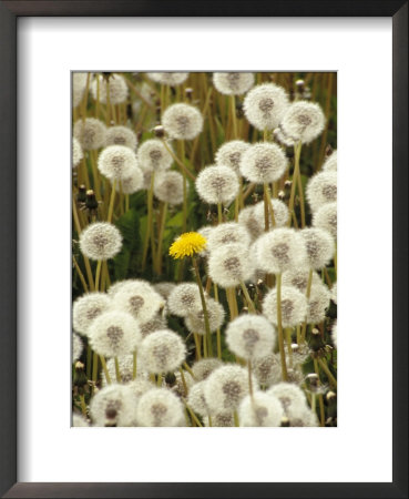 Field Of Dandelion, Sitka, Ak by Ernest Manewal Pricing Limited Edition Print image