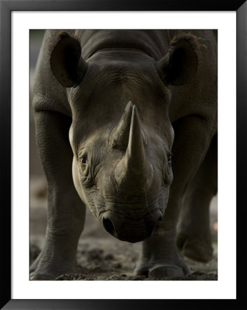 Rhinoceros At The Sedgwick County Zoo, Kansas by Joel Sartore Pricing Limited Edition Print image