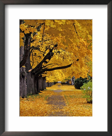 Autumn Maple Trees, Missoula, Montana, Usa by Chuck Haney Pricing Limited Edition Print image