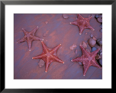 Sea Stars On Red Sandy Beach, Rabida Island, Galapagos Islands, Ecuador by Jack Stein Grove Pricing Limited Edition Print image
