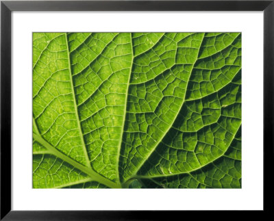 Close View Of A Leaf by George Grall Pricing Limited Edition Print image