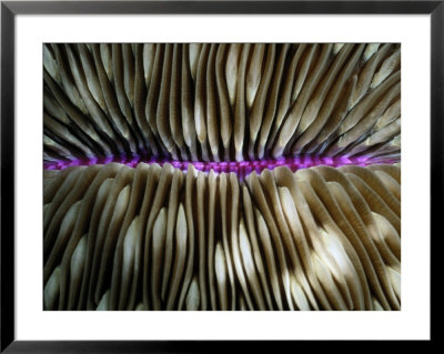 Close-View Of The Ridged Exterior Of A Mushroom Coral by Wolcott Henry Pricing Limited Edition Print image