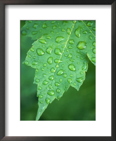 Raindrops On Leaf by Wallace Garrison Pricing Limited Edition Print image