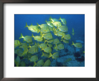 School Of Tropical Fish Underwater by Steve Essig Pricing Limited Edition Print image