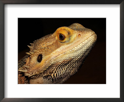 Bearded Dragon by Larry F. Jernigan Pricing Limited Edition Print image