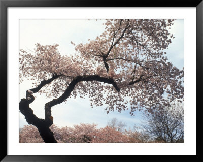 Cherry Tree, Branch Brook Park, Nj by Rudi Von Briel Pricing Limited Edition Print image