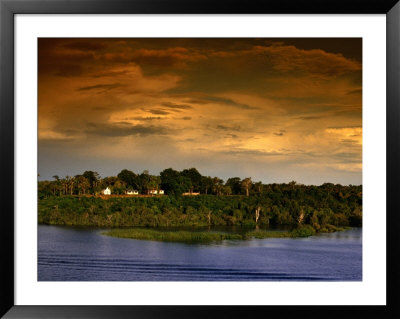 Forest At Sunset, Brazil by Wayne Walton Pricing Limited Edition Print image