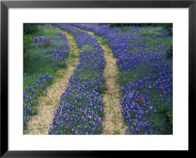 Tracks In Bluebonnets, Near Marble Falls, Texas, Usa by Darrell Gulin Pricing Limited Edition Print image