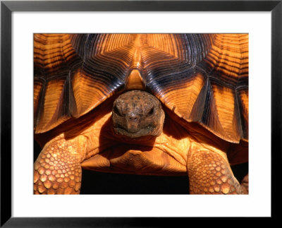 Angonoka Or Ploughshare Tortoise, Madagascar by Carol Polich Pricing Limited Edition Print image
